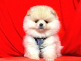 Safkan pomeranian boo yavrularımız