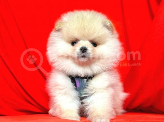Safkan Pomeranian Boo Yavrularımız