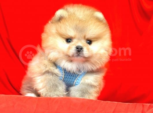 Safkan Pomeranian Boo Yavrularımız görsel