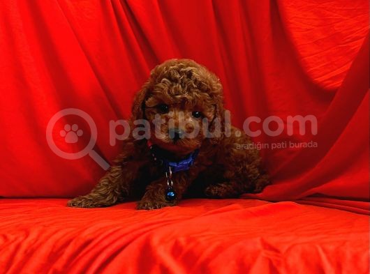 Safkan Redbrown Toy Poodle Yavrularımız görsel