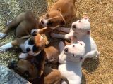 İngiliz Staffordshire Bull Terrier Yavrulari A Secereli̇