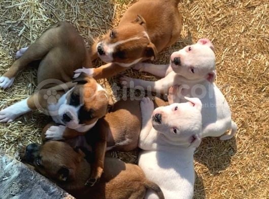 İngiliz Staffordshire Bull Terrier Yavrulari A Secereli̇ görsel