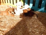İngiliz Staffordshire Bull Terrier Yavrulari A Secereli̇