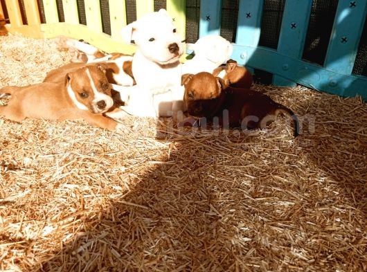 İngiliz Staffordshire Bull Terrier Yavrulari A Secereli̇ görsel