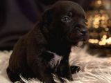 İngiliz staffordshire Bull Terrier yAVRULARI a sECERELİ