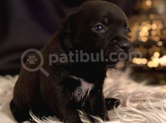 İngiliz Staffordshire Bull Terrier Yavrulari A Secereli̇