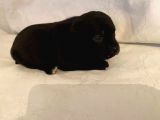 İngiliz Staffordshire Bull Terrier Yavrulari A Secereli̇