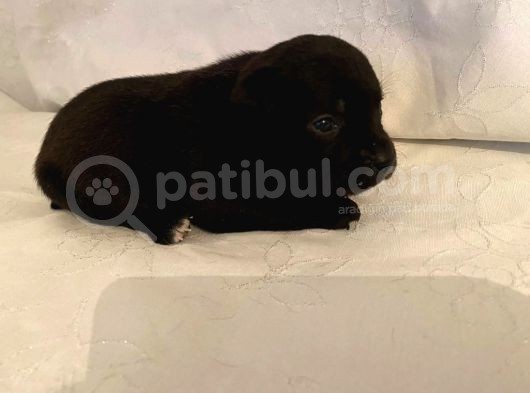 İngiliz Staffordshire Bull Terrier Yavrulari A Secereli̇ görsel