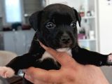 İngiliz Staffordshire Bull Terrier Yavrulari A Secereli̇