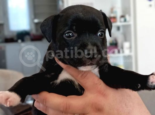 İngiliz Staffordshire Bull Terrier Yavrulari A Secereli̇ görsel