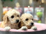 Apricot Poodle Yavrularımız Geldi