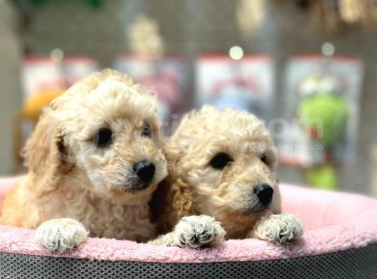 Apricot Poodle Yavrularımız Geldi görsel