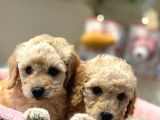 Apricot Poodle Yavrularımız Geldi