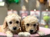 Apricot Poodle Yavrularımız Geldi