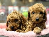 Mini Red Poodle Yavrularımız Geldi