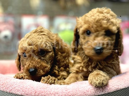 Mini Red Poodle Yavrularımız Geldi görsel