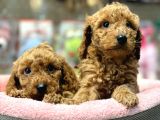 Mini Red Poodle Yavrularımız Geldi