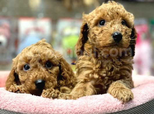 Mini Red Poodle Yavrularımız Geldi görsel