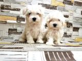 Maltese Terri̇er Yavrusu