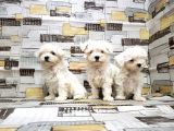 Maltese Terri̇er Yavrusu
