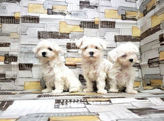 Maltese Terri̇er Yavrusu görsel