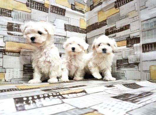 Maltese Terri̇er Yavrusu görsel