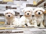 Maltese Terri̇er Yavrusu