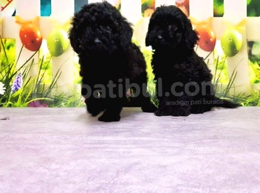 En Özel Toy Poodle Yavruları görsel