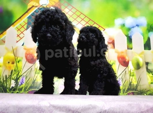 En Özel Toy Poodle Yavruları görsel