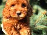 Red Erkek Toy Poodle