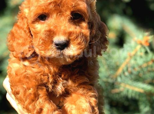 Red Erkek Toy Poodle görsel