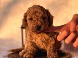 Mi̇ni̇ Boy Orji̇nal Poodle Yavrular