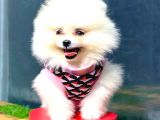 GÜLEN YÜZ POMERANİAN BOO
