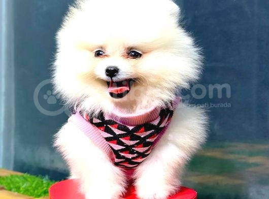 Gülen Yüz Pomerani̇an Boo