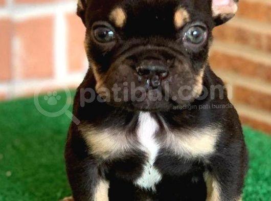 Safkan French Bulldog Black Tan Erkek Yavrumuz