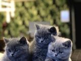 Sevi̇mli̇ Bebekleri̇m Yeni̇ Ai̇lesi̇ne Kavuşmaya Hazir