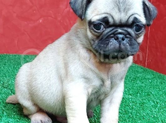 Orjinal Basık Burun Gül Kuyruk Pug Yavrular görsel