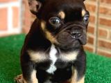 Safkan French Bulldog Black Tan Erkek Yavrumuz