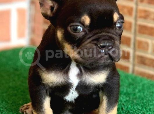 Safkan French Bulldog Black Tan Erkek Yavrumuz görsel