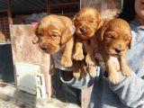 Cavapoo Yavruları