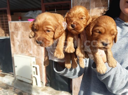 Cavapoo Yavruları görsel
