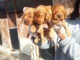 Cavapoo Yavruları
