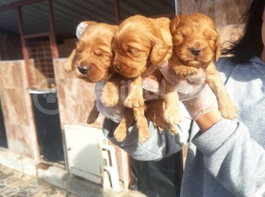 Cavapoo Yavruları görsel