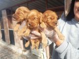 Cavapoo Yavruları