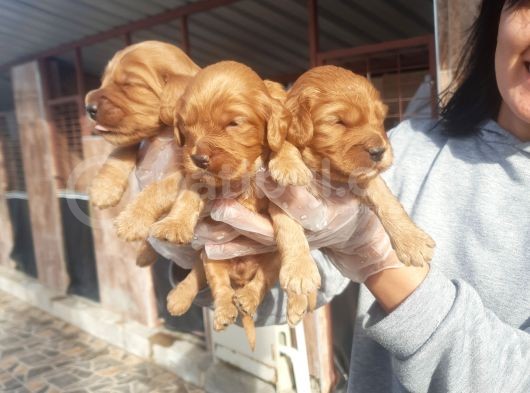 Cavapoo Yavruları görsel