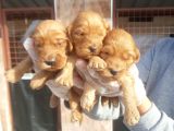 cavapoo yavruları