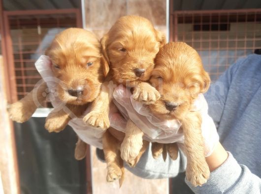 Cavapoo Yavruları