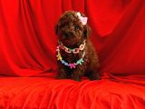 Safkan Poodle Yavrular