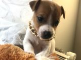 Jack Russel Yavrular