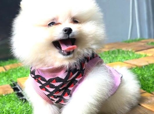 Gülen Yüz Pomerani̇an Boo görsel
